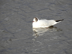 Chroicocephalus ridibundus