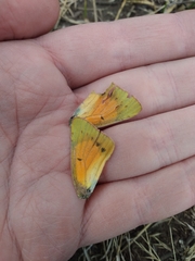 Colias vauthierii