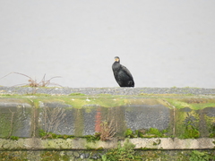 Phalacrocorax carbo