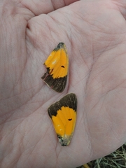 Colias vauthierii