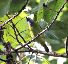 Psilopogon duvaucelii