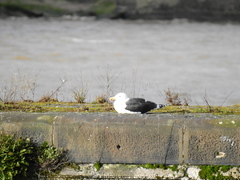 Larus marinus