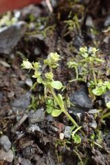 Chrysosplenium rimosum