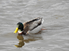 Anas platyrhynchos