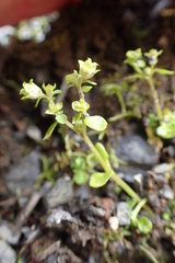 Chrysosplenium rimosum