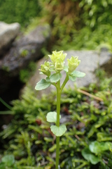 Chrysosplenium rimosum