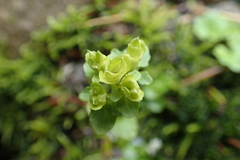 Chrysosplenium rimosum