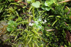 Chrysosplenium rimosum