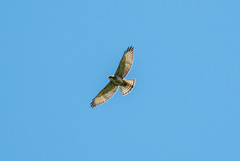 Buteo albigula