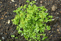 Chrysosplenium rimosum