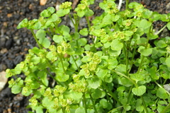 Chrysosplenium rimosum