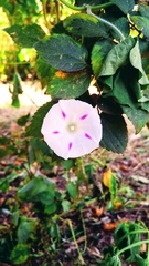 Ipomoea purpurea