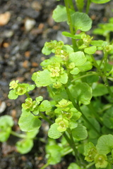 Chrysosplenium rimosum