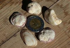 Barbatia foliata