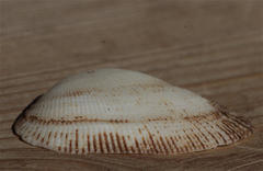 Barbatia foliata