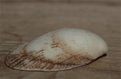 Barbatia foliata