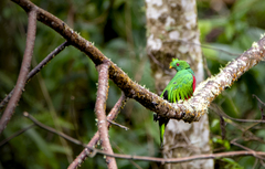 Pharomachrus antisianus