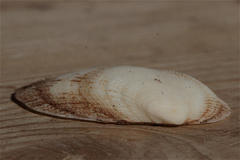 Barbatia foliata