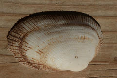 Barbatia foliata