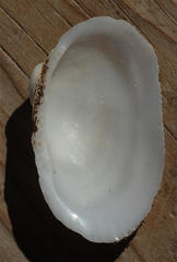 Barbatia foliata