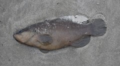 Rypticus maculatus