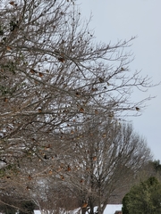 Turdus migratorius