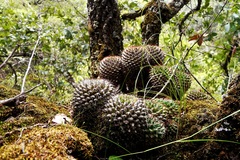 Mammillaria karwinskiana karwinskiana