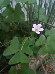 Ionoxalis