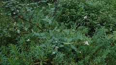 Desmodium lindheimeri