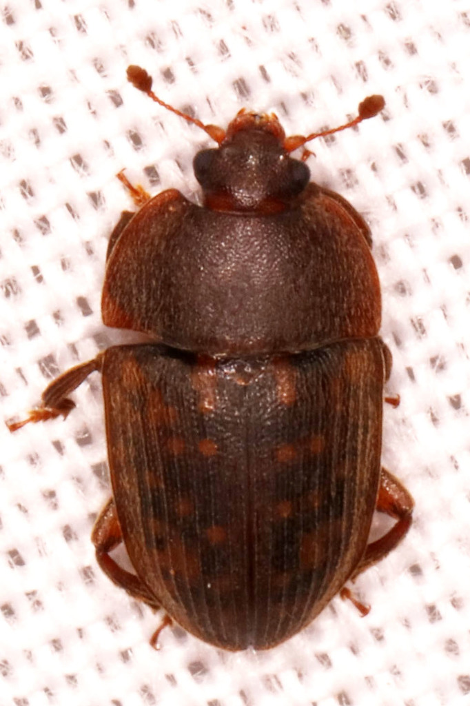 Phenolia tibialis