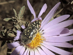 Acmaeodera rubronotata