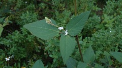 Desmodium lindheimeri