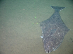 Hippoglossus stenolepis