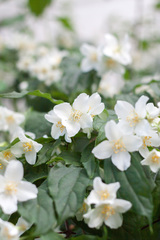 Philadelphus coronarius
