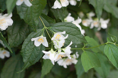 Philadelphus coronarius