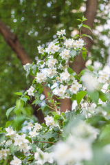 Philadelphus coronarius