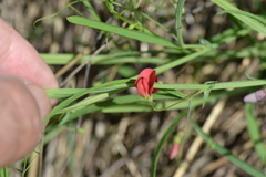 Lathyrus setifolius