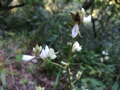 Desmodium lindheimeri