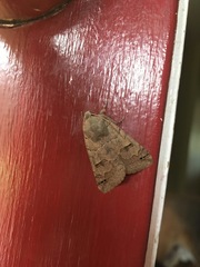 Cissusa indiscreta