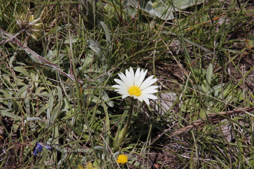 Image of Mountain Gerbera (Roessleria armerioides) by (c) Tony Rebelo, some rights reserved (CC BY-SA)