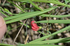 Lathyrus setifolius