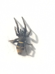 Latonigena auricomis