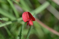 Lathyrus setifolius