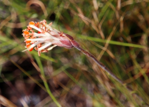 Image of Glumicalyx nutans by (c) Tony Rebelo, some rights reserved (CC BY-SA)