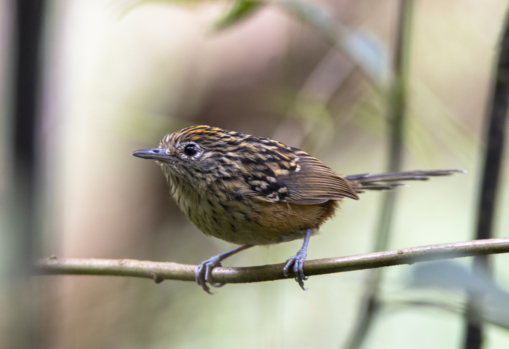 Streak-headed Antbird