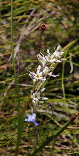 Image of Wurmbea elatior by (c) Tony Rebelo, some rights reserved (CC BY-SA)