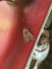 Cissusa indiscreta