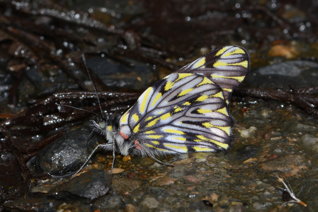 Catasticta leucophaea