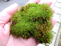 Barbula unguiculata