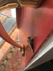 Cissusa indiscreta
